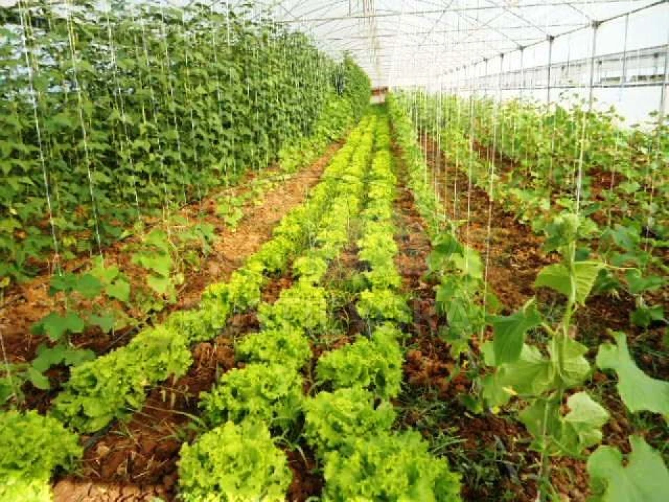 Quinta para Venda em São Bras e São Lourenço Foto 16