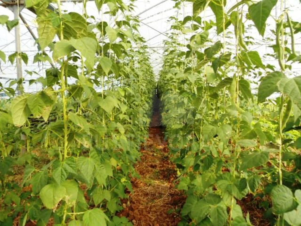 Quinta para Venda em São Bras e São Lourenço Foto 27