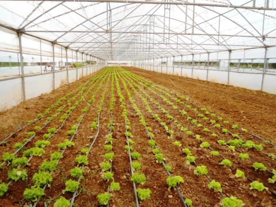 Quinta para Venda em São Bras e São Lourenço Foto 5