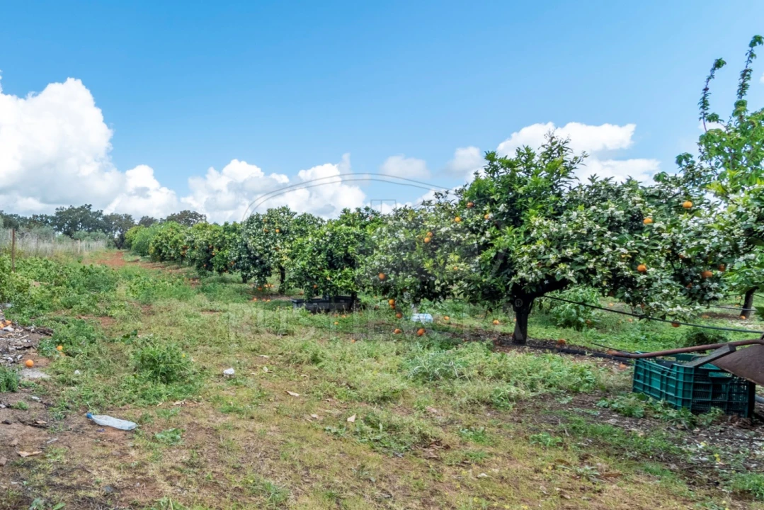 Quinta para Venda em São Bras e São Lourenço Foto 52
