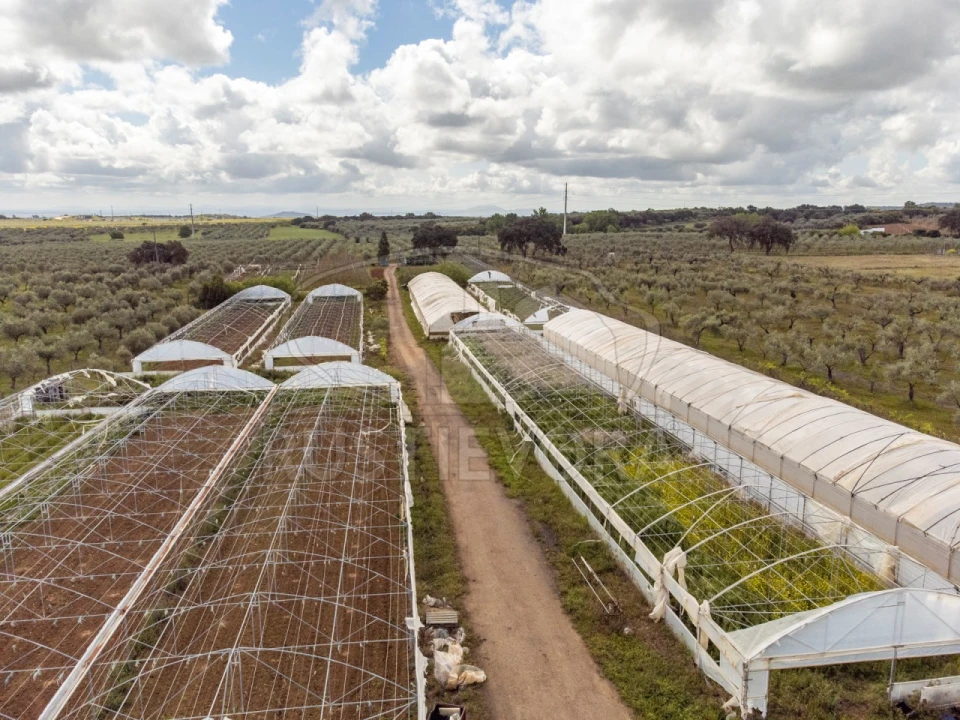 Quinta para Venda em São Bras e São Lourenço Foto 55
