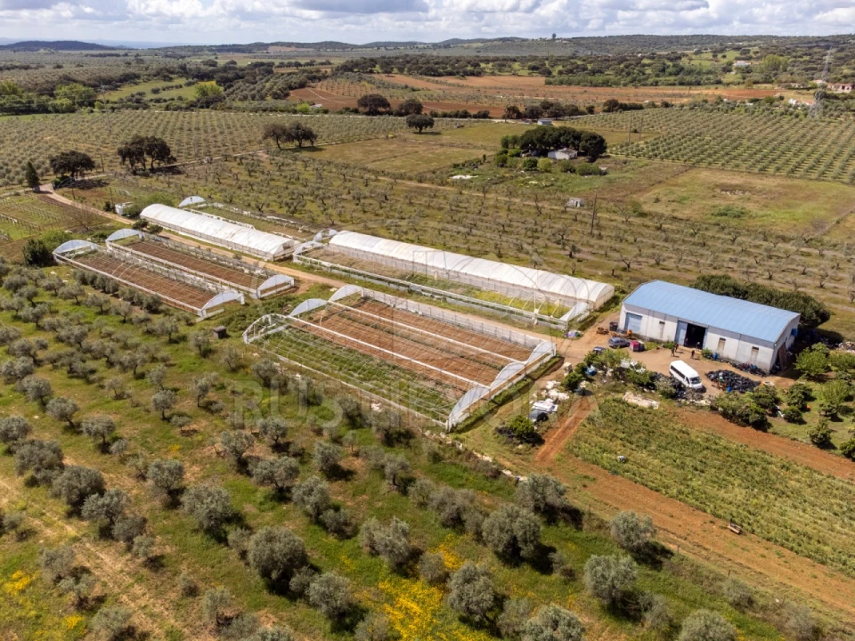 Quinta para Venda em São Bras e São Lourenço Foto 60
