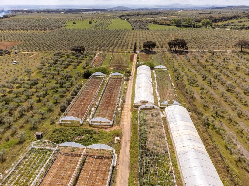 Quinta para Venda em São Bras e São Lourenço Foto 63
