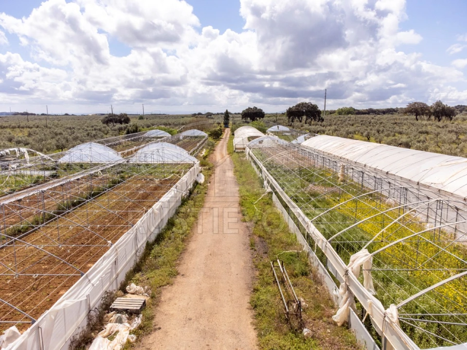 Quinta para Venda em São Bras e São Lourenço Foto 64