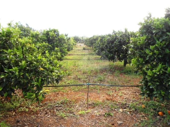 Quinta para Venda em São Bras e São Lourenço Foto 18