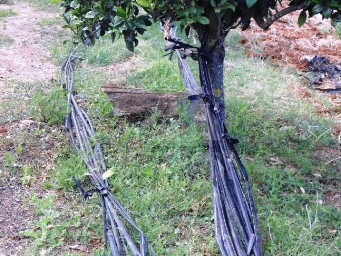Quinta para Venda em São Bras e São Lourenço Foto 31