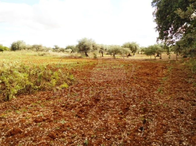 Quinta para Venda em São Bras e São Lourenço Foto 34