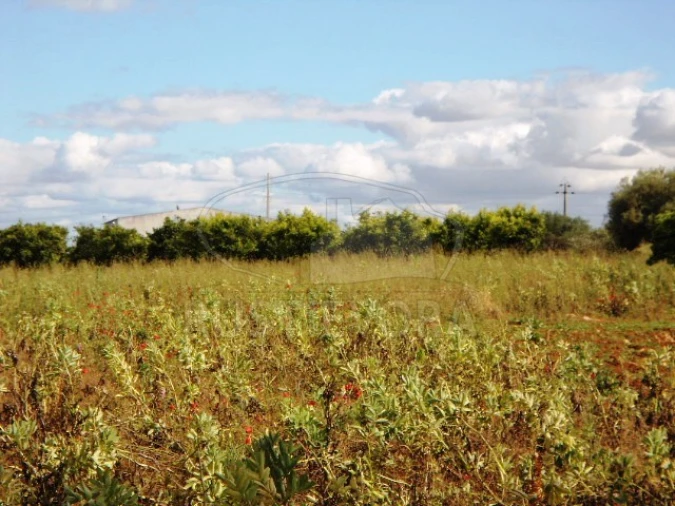 Quinta para Venda em São Bras e São Lourenço Foto 35