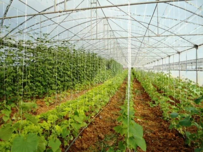 Quinta para Venda em São Bras e São Lourenço Foto 8