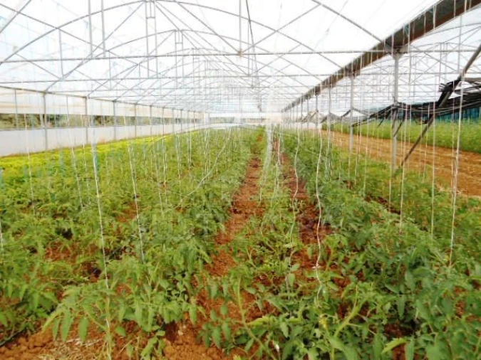 Quinta para Venda em São Bras e São Lourenço Foto 37