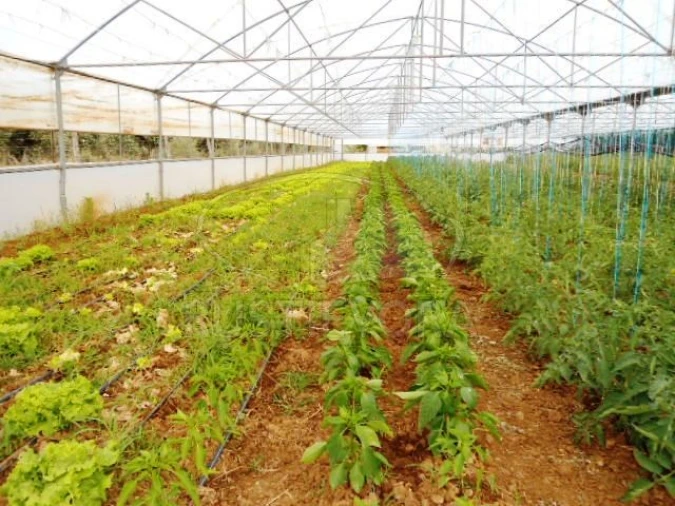 Quinta para Venda em São Bras e São Lourenço Foto 6