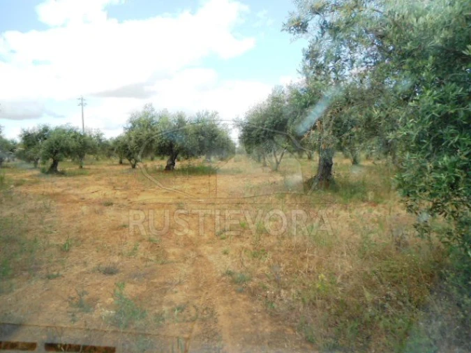 Quinta para Venda em São Bras e São Lourenço Foto 17