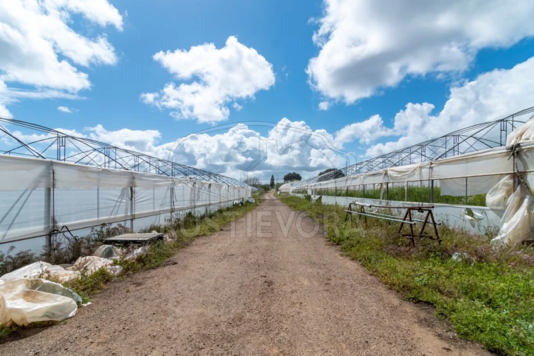 Quinta para Venda em São Bras e São Lourenço Foto 46