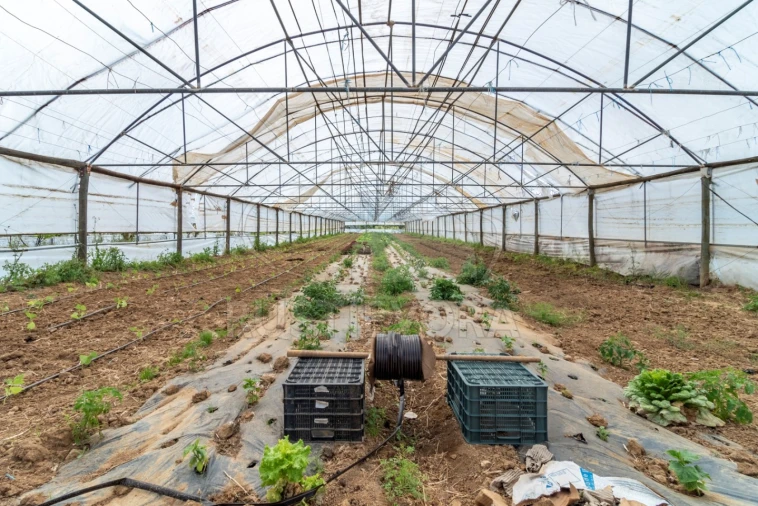 Quinta para Venda em São Bras e São Lourenço Foto 47