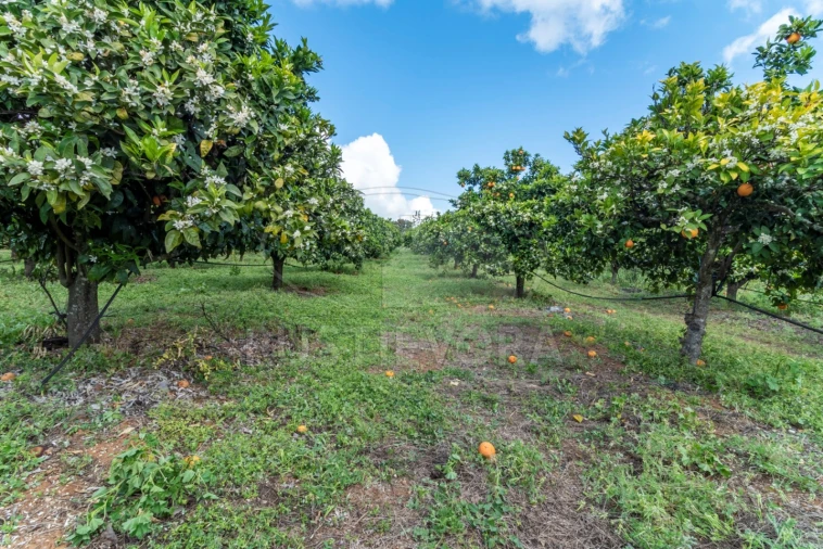 Quinta para Venda em São Bras e São Lourenço Foto 51