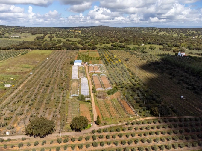 Quinta para Venda em São Bras e São Lourenço Foto 56