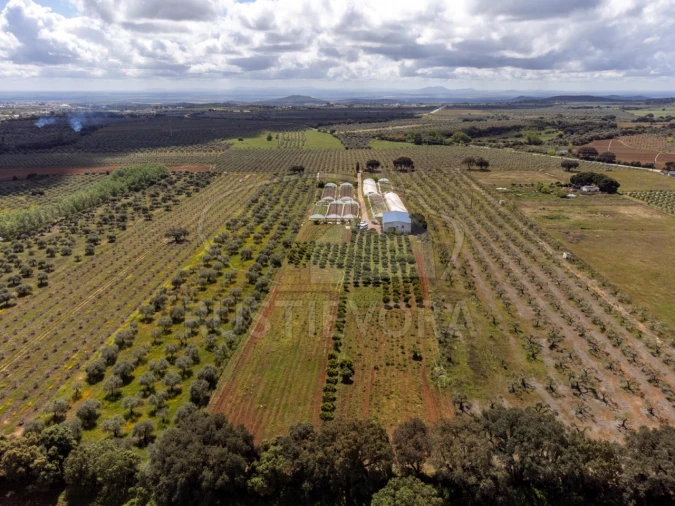 Quinta para Venda em São Bras e São Lourenço Foto 57
