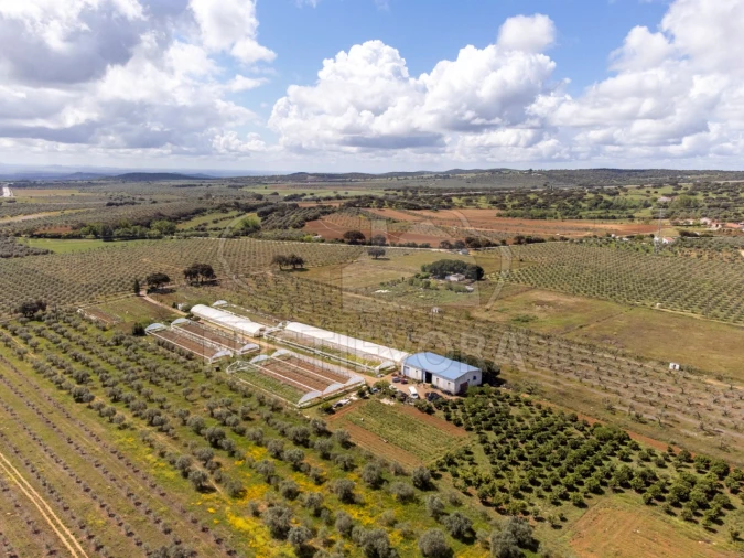 Quinta para Venda em São Bras e São Lourenço Foto 58