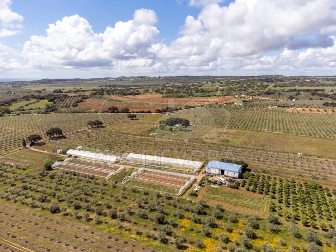 Quinta para Venda em São Bras e São Lourenço Foto 59