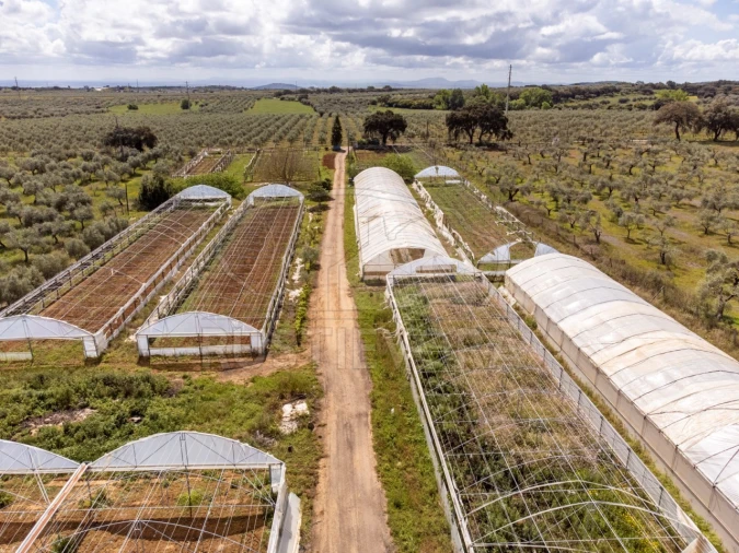 Quinta para Venda em São Bras e São Lourenço Foto 65