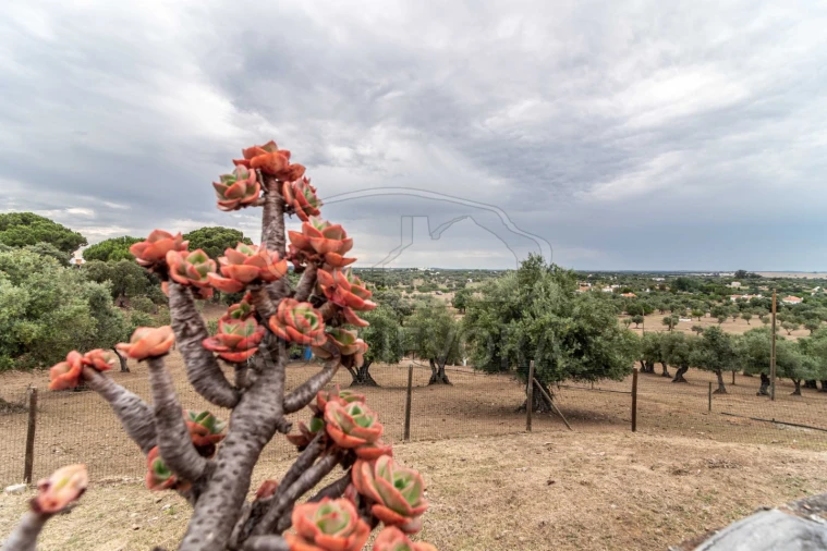 Quinta T8 para Venda em Bacelo e Senhora da Saúde Foto 103
