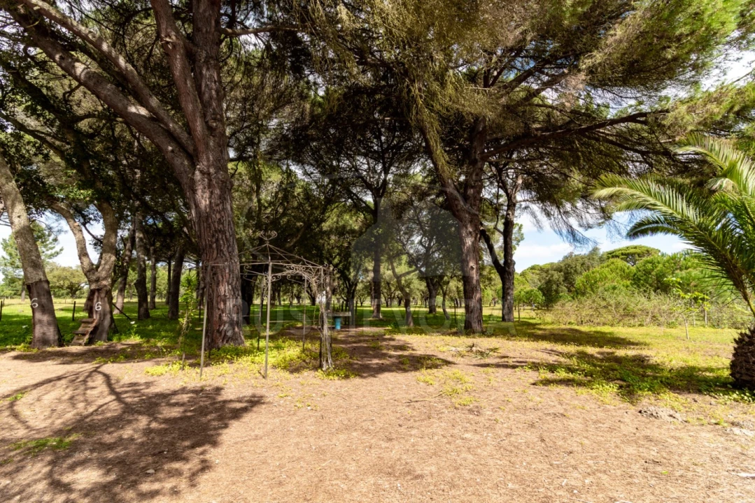 Quinta T14 para Venda em São Martinho Foto 14