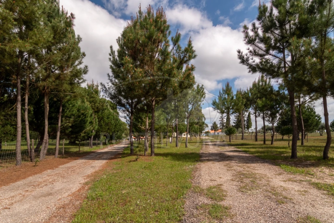 Quinta T14 para Venda em São Martinho Foto 32