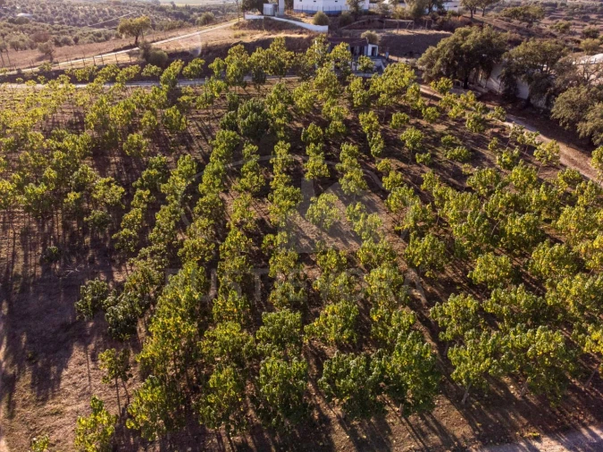 Quinta T5 para Venda em Redondo Foto 74