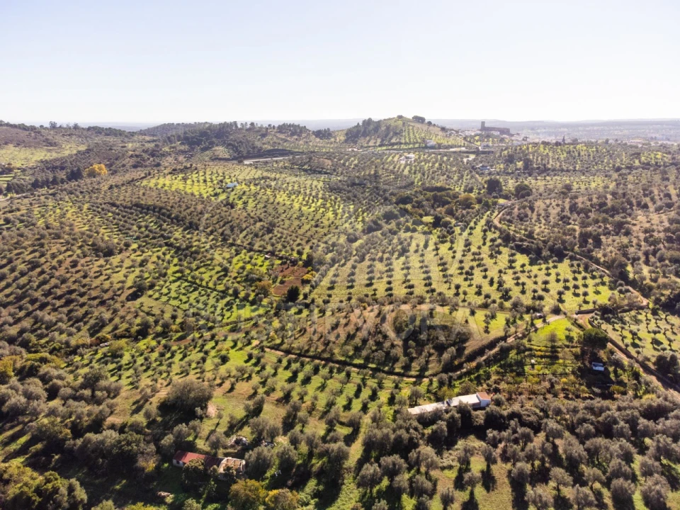 Terreno Agricola ou Rústico para Venda em Portel Foto 10