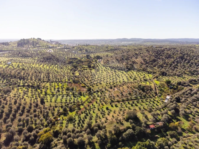 Terreno Agricola ou Rústico para Venda em Portel Foto 2