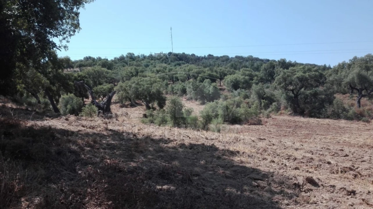 Quinta para Venda em Vila de Frades Foto 7