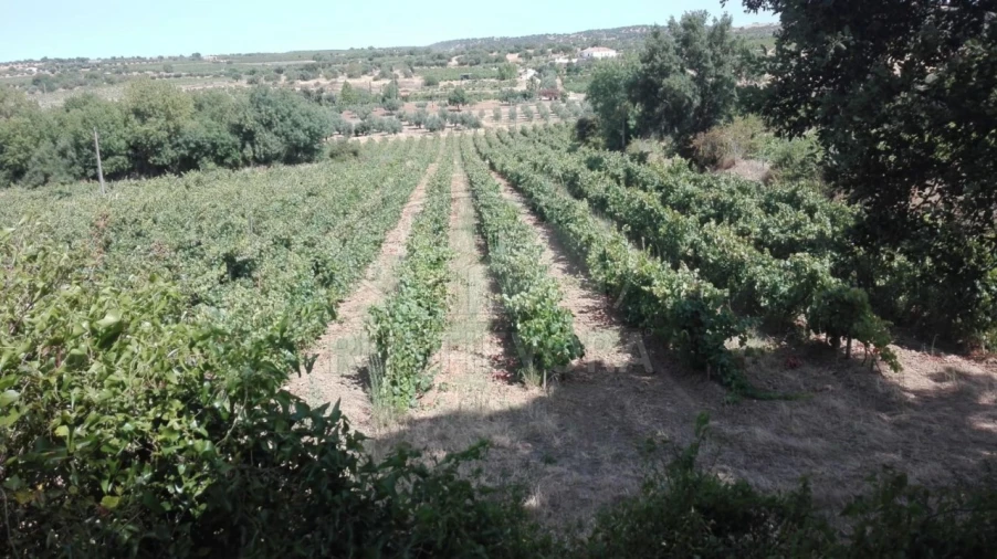 Quinta para Venda em Vila de Frades Foto 6