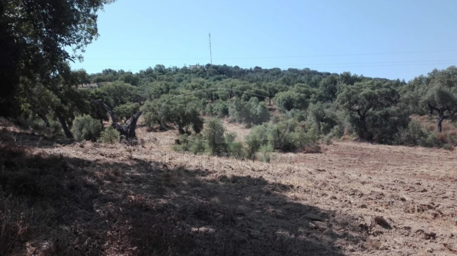 Quinta para Venda em Vila de Frades Foto 7