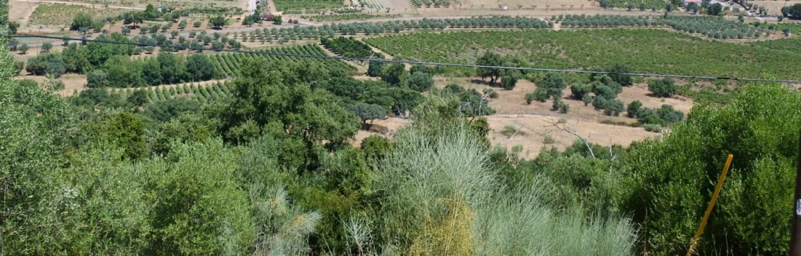Quinta para Venda em Vila de Frades Foto 2