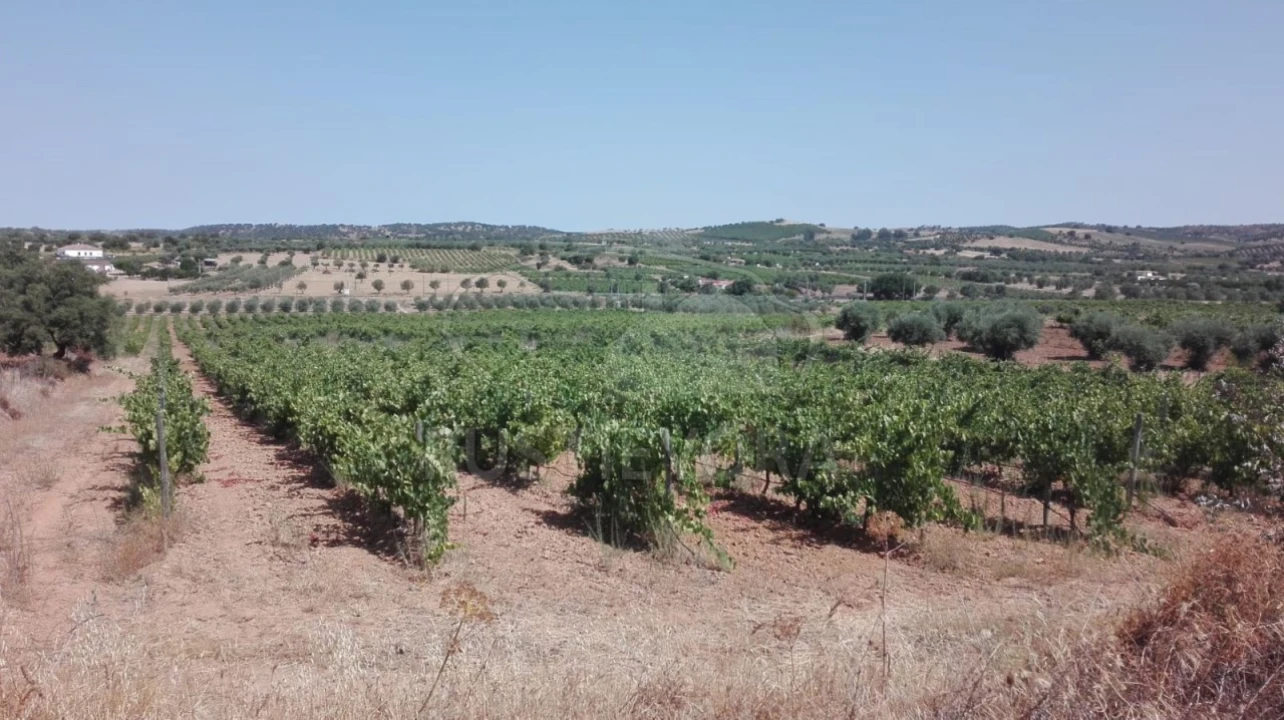 Terreno para Venda em Vila de Frades Foto 3