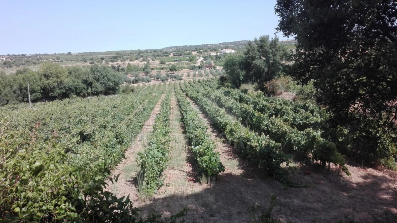 Terreno para Venda em Vila de Frades Foto 1
