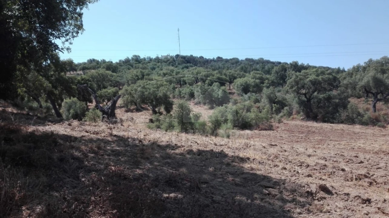 Terreno para Venda em Vila de Frades Foto 6