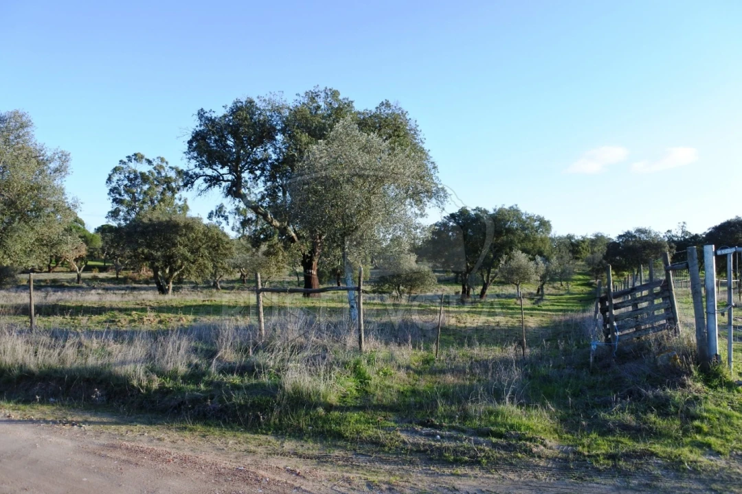 Terreno para Venda em Foros de Vale de Figueira Foto 4
