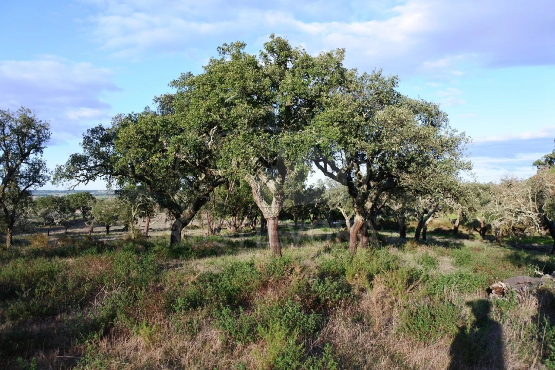Terreno para Venda em Foros de Vale de Figueira Foto 2