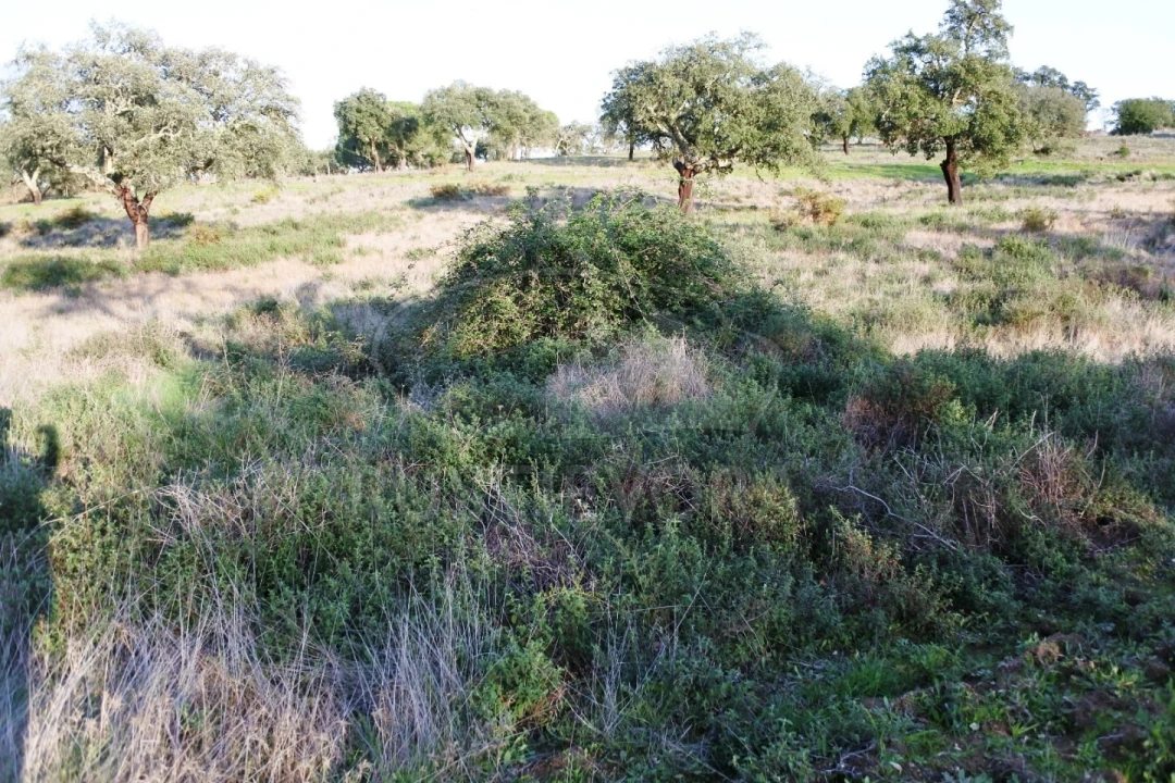 Terreno para Venda em Foros de Vale de Figueira Foto 7