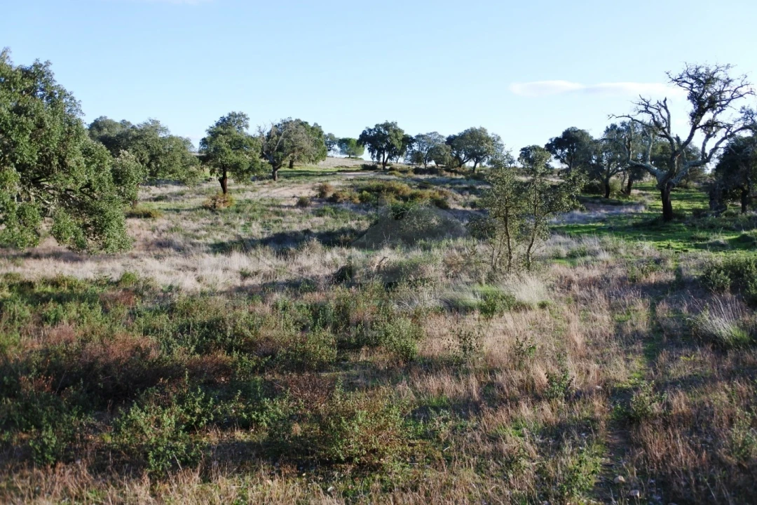Terreno para Venda em Foros de Vale de Figueira Foto 8