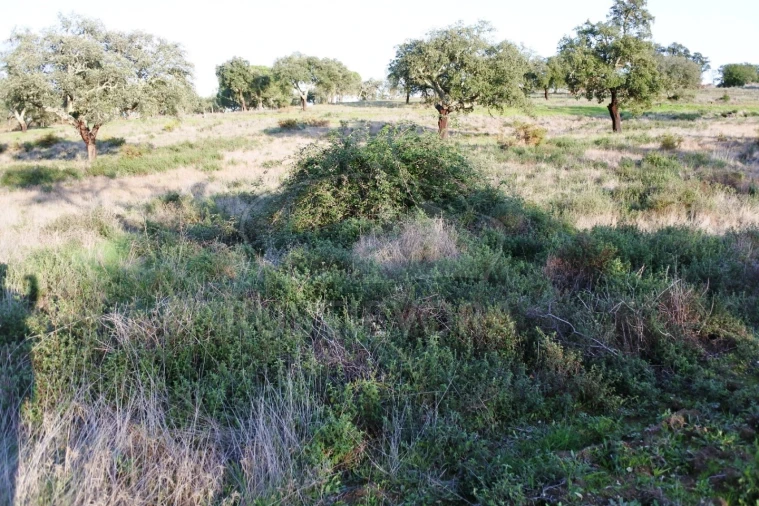 Terreno para Venda em Foros de Vale de Figueira Foto 7