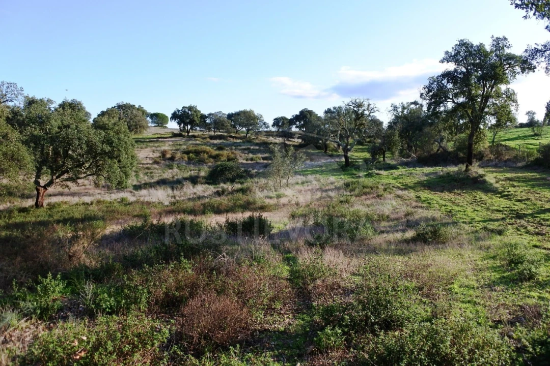 Quinta para Venda em Foros de Vale de Figueira Foto 4