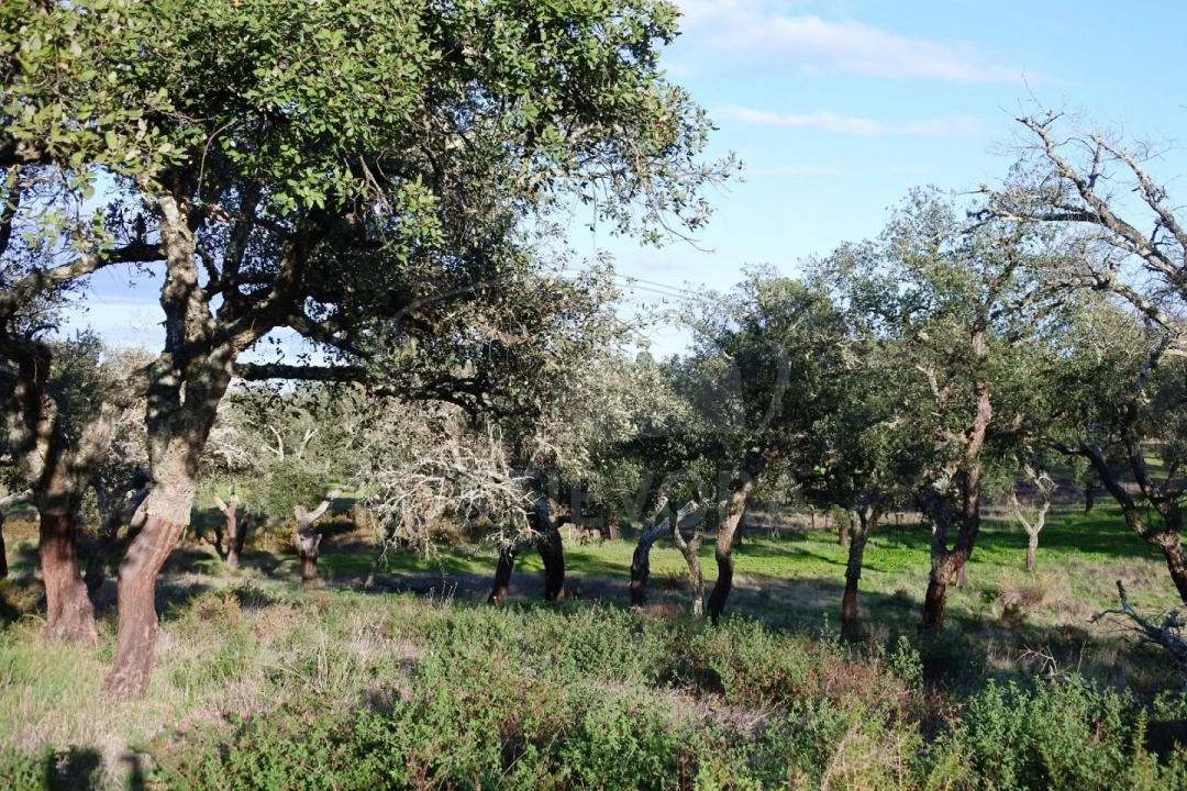 Quinta para Venda em Foros de Vale de Figueira Foto 8