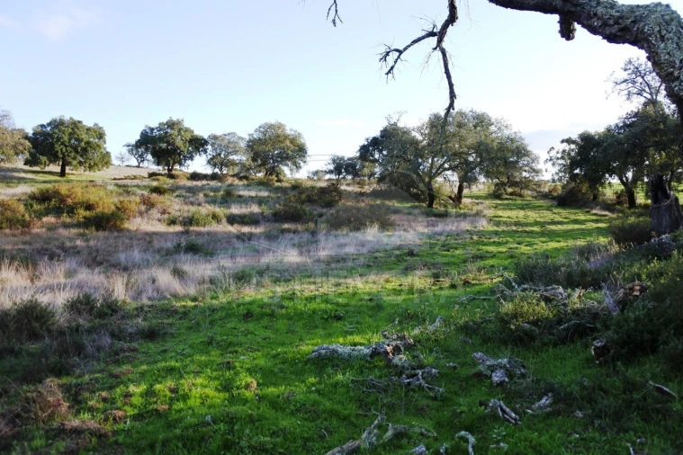 Quinta para Venda em Foros de Vale de Figueira Foto 5