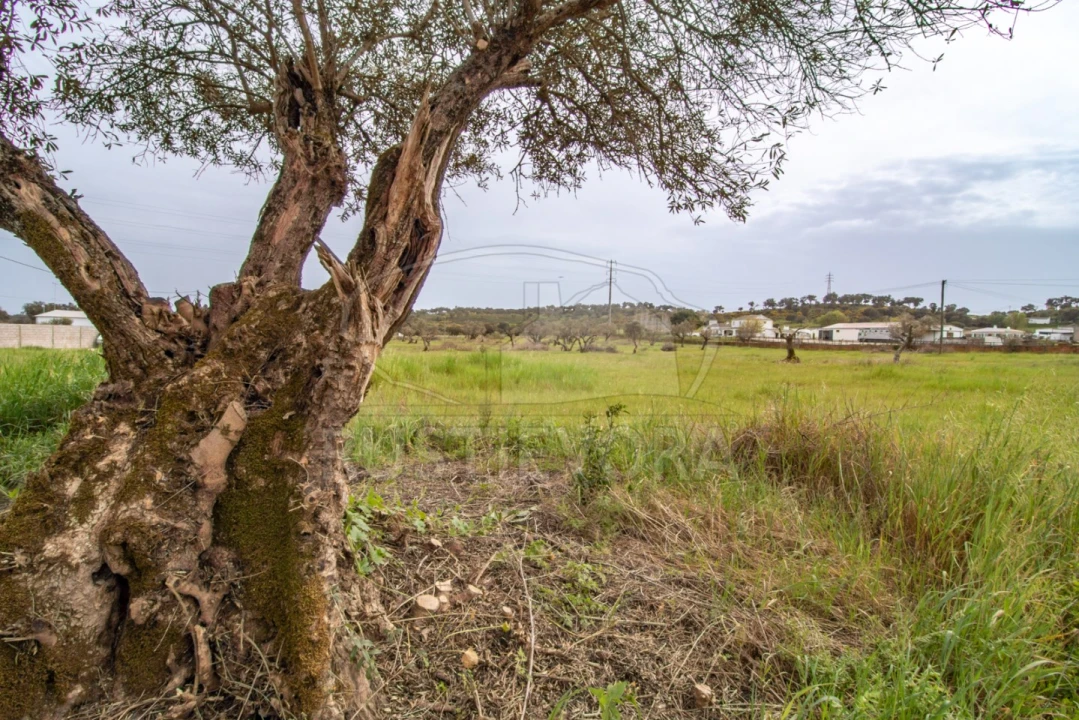 Quinta para Venda em Bacelo e Senhora da Saúde Foto 5