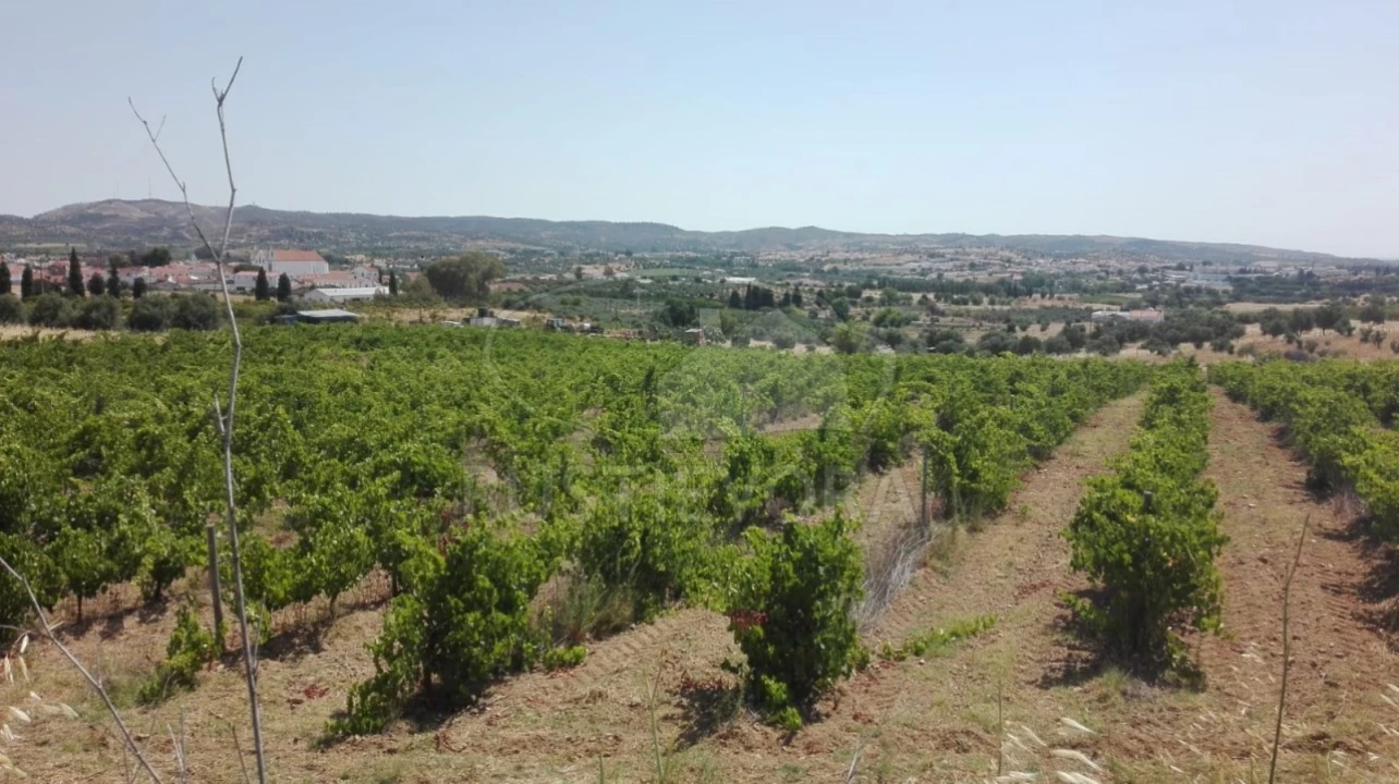 Quinta para Venda em Vila de Frades Foto 6