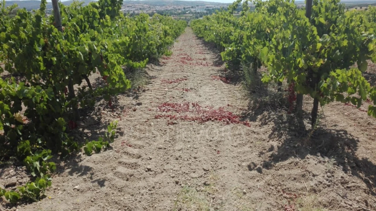 Quinta para Venda em Vila de Frades Foto 3