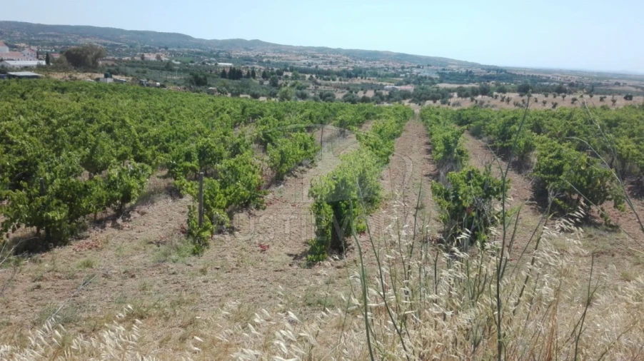 Quinta para Venda em Vila de Frades Foto 2