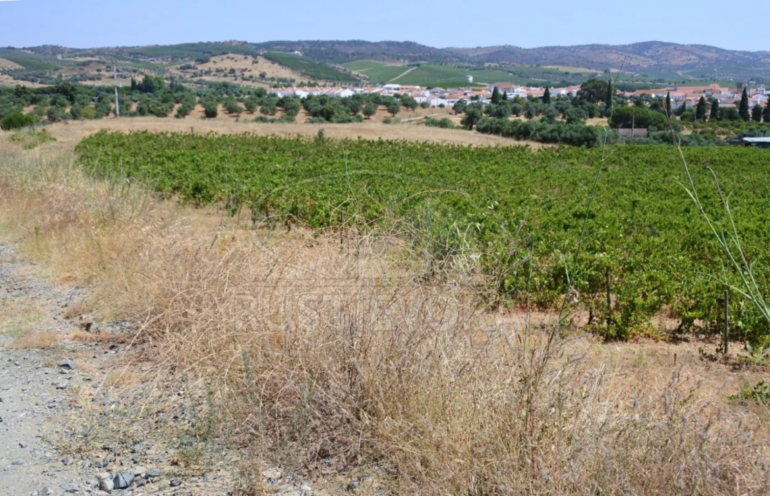 Terreno para Venda em Vila de Frades Foto 8